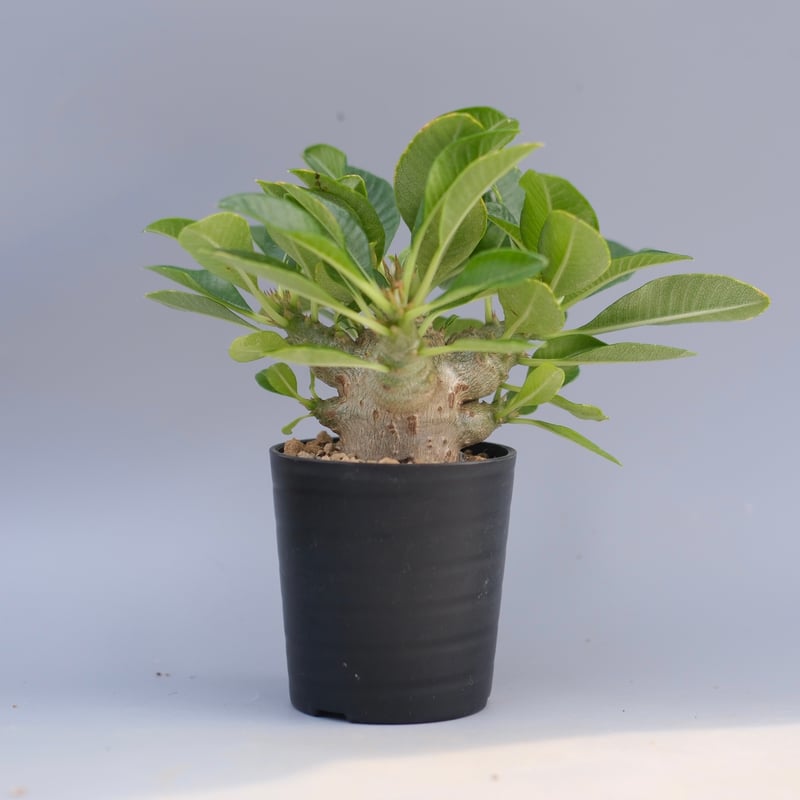 パキポディウム ウィンゾリー 実生株 096 Pachypodium windsorii |