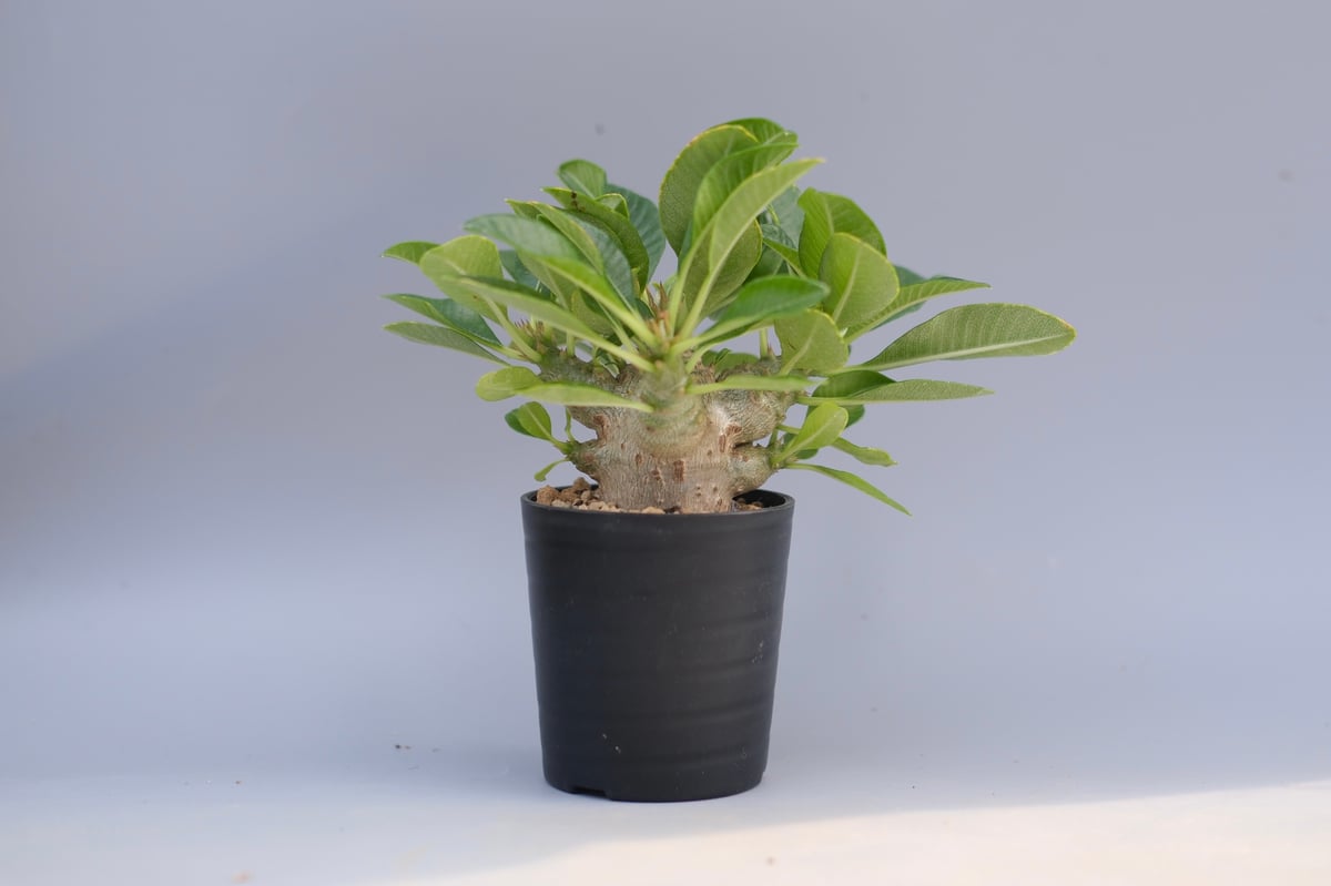 パキポディウム ウィンゾリー 実生株 096 Pachypodium windsorii |