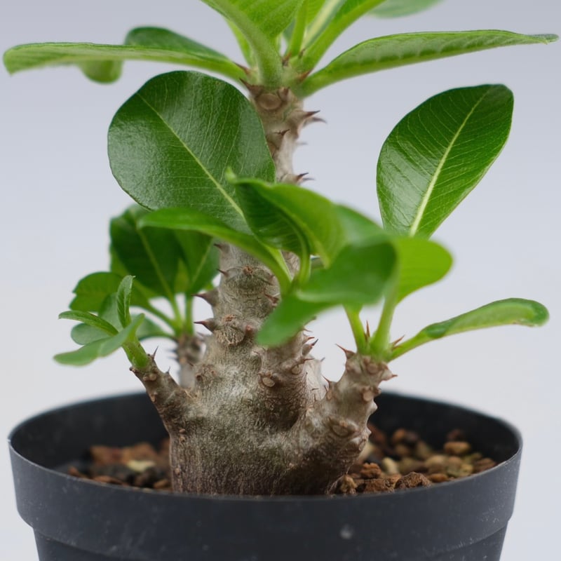 パキポディウム ウィンゾリー 実生株 039 Pachypodium windsorii |