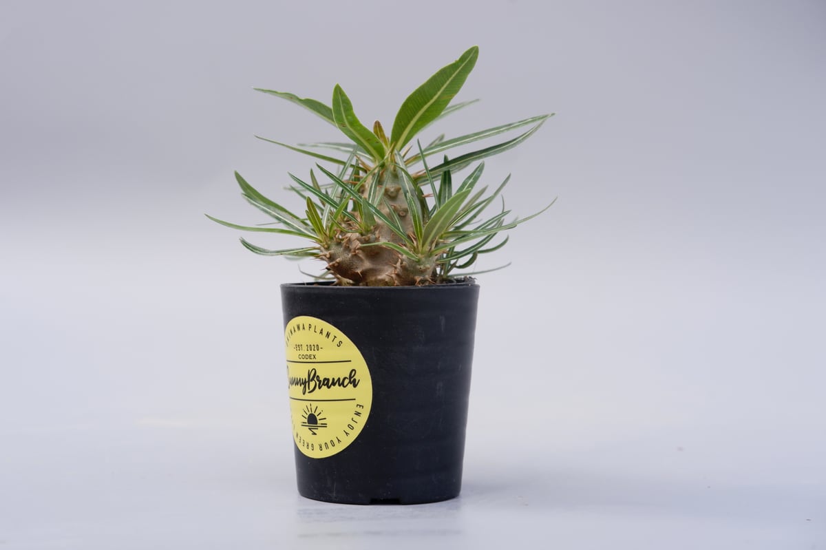 パキポディウム カクチペス 実生株 010 Pachypodium cactipes | Su