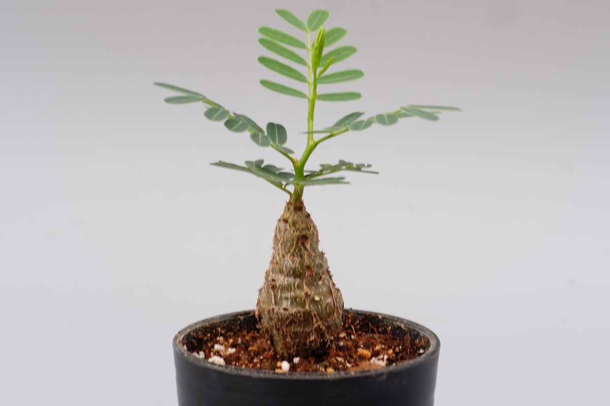 センナ メリディオナリス 実生株 Senna meridionalis 007 | Sunny