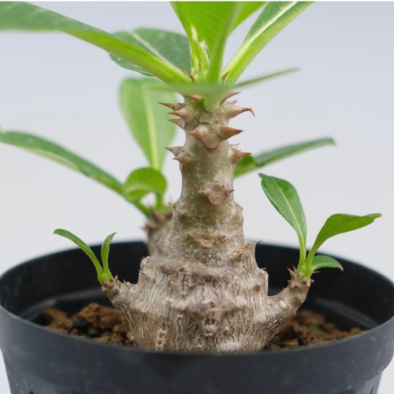 パキポディウム ウィンゾリー 実生株 040 Pachypodium windsorii |