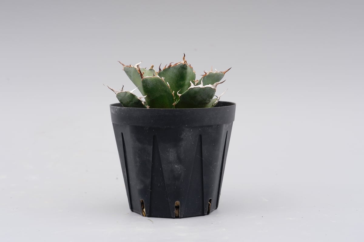 アガベ チタノタ 白鯨 Agave titanota white whale 119 | Su