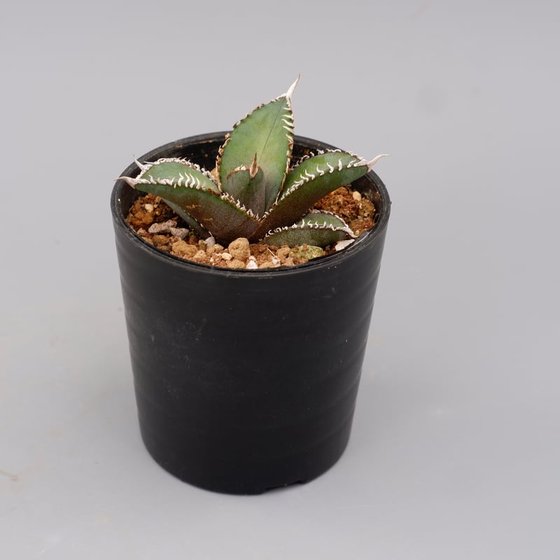 アガベ　オテロイ　中株 国内実生最高峰】アガベ オテロイ 