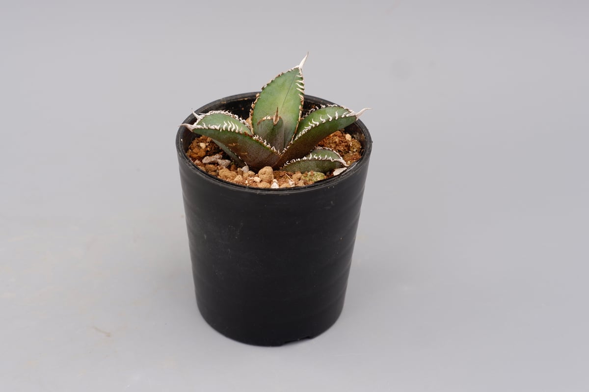 アガベ オテロイ 実生株 Agave oteroi seeding 092 | Sunny