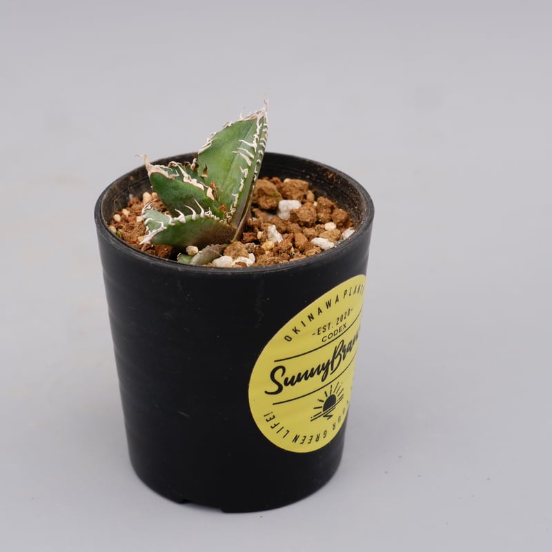 アガベ オテロイ 実生株 Agave oteroi seeding 090 | Sunny