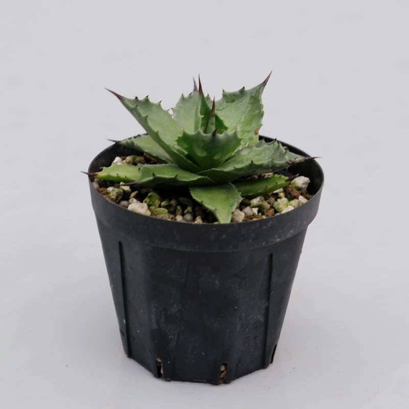 アガベ ☆サロモニー実生株 (旧マグニフィカ) ◎ツートンカラーに育つ将来有望株 アガベ サロモニー・アガベ マグニフィカ 002 Agave salomonii Agave