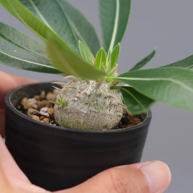 パキポディウム エニグマチカム 実生株 Pachypodium enigmaticum 010