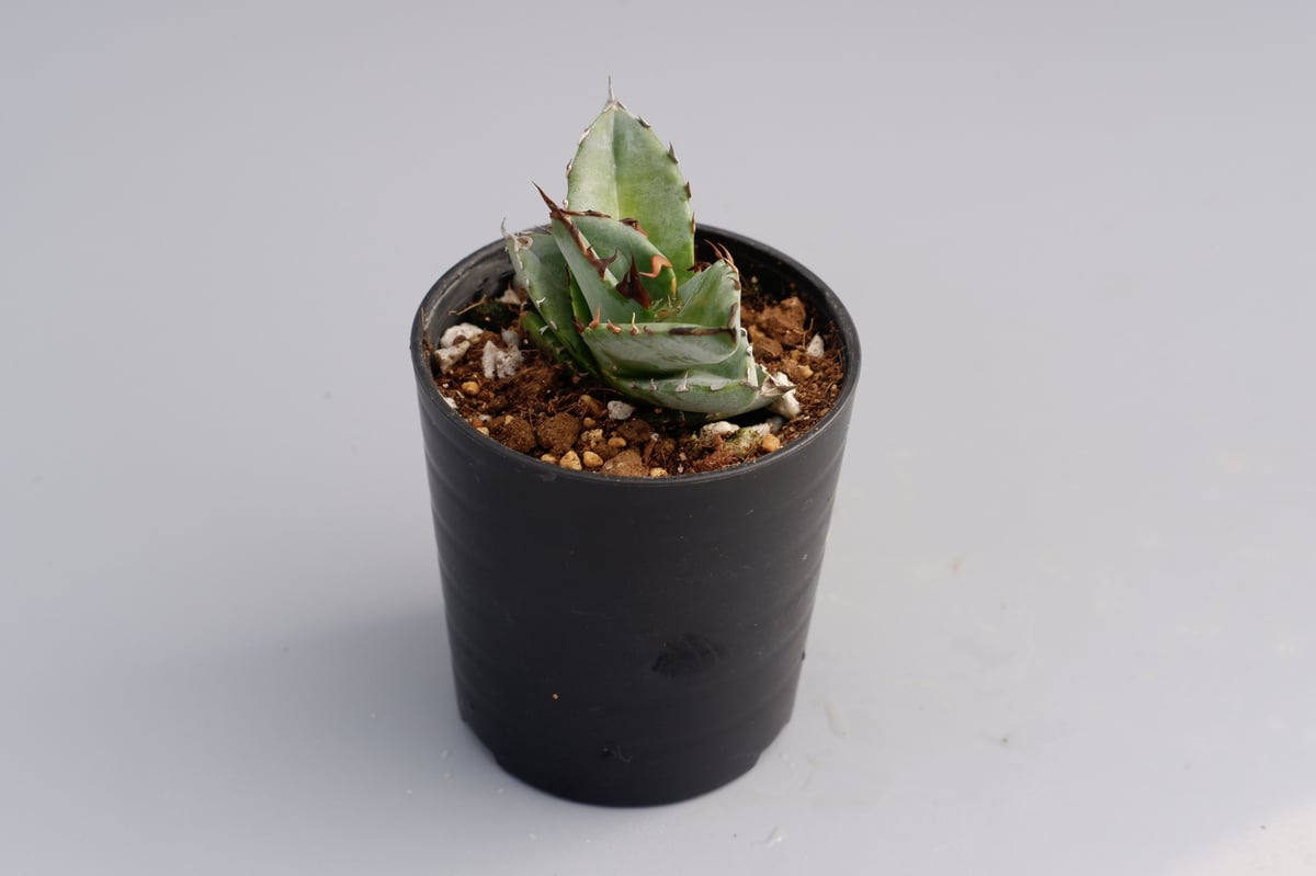 アガベ オテロイ 実生株 Agave oteroi seeding 044 | Sunny