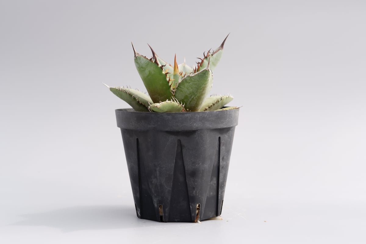 アガベ オテロイ 実生株 Agave oteroi seeding 035 | Sunny