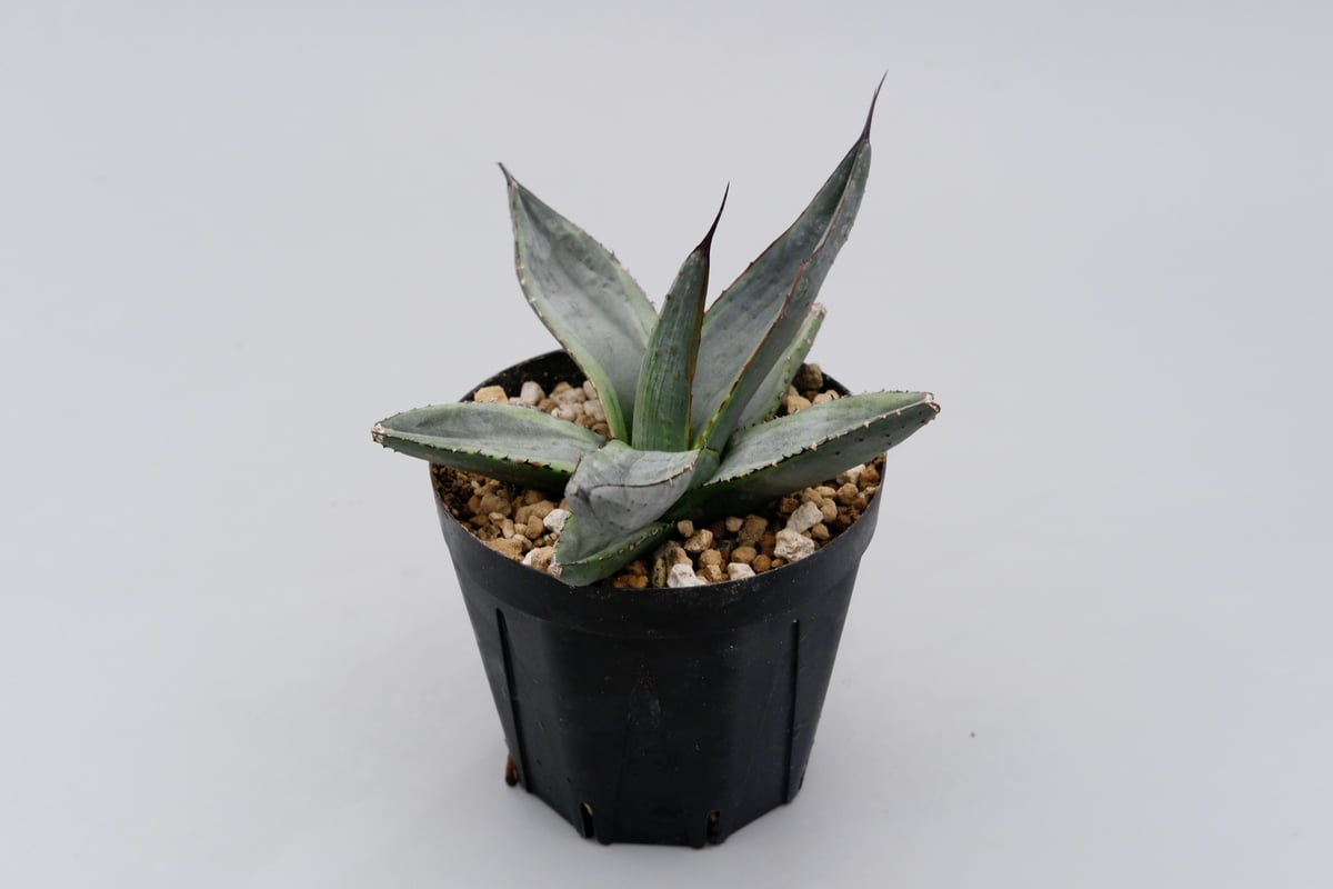 アガベ シャークバイト002 Agave Sharkbite | Sunny Branch