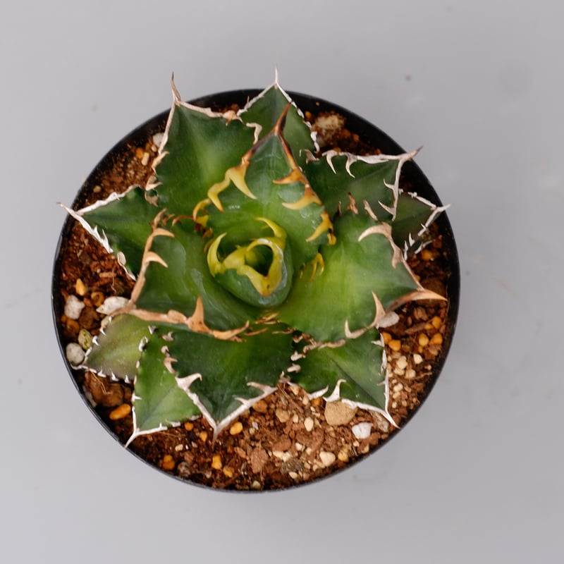 アガベ チタノタ レッドキャットウィーズル Agave titanota Red