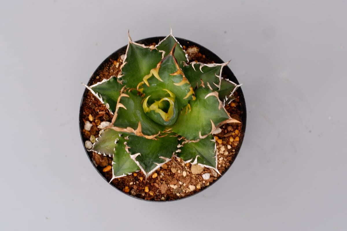 アガベ チタノタ レッドキャットウィーズル Agave titanota Red Catwee