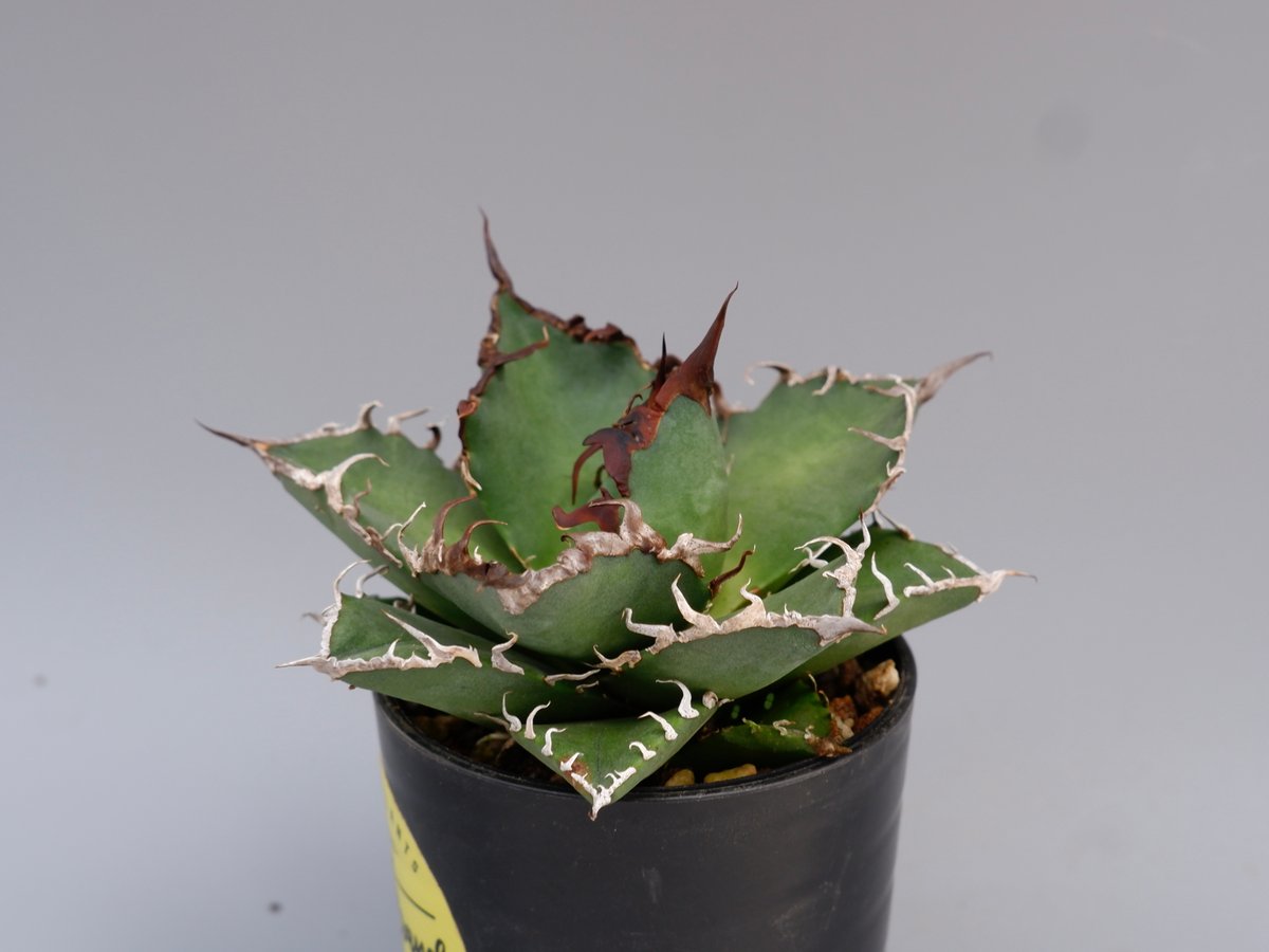アガベ チタノタ シーザー Agave titanota caesar 147 | Sunny