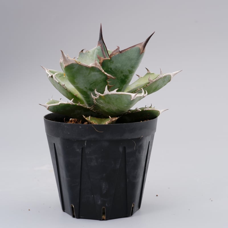 アガベ チタノタ ドワーフ 003 Agave titanota 'Dwarf' | Sunn