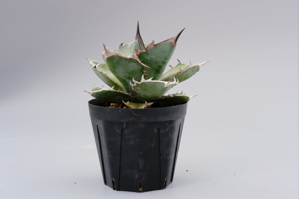 アガベ チタノタ ドワーフ 003 Agave titanota 'Dwarf' | Sunn