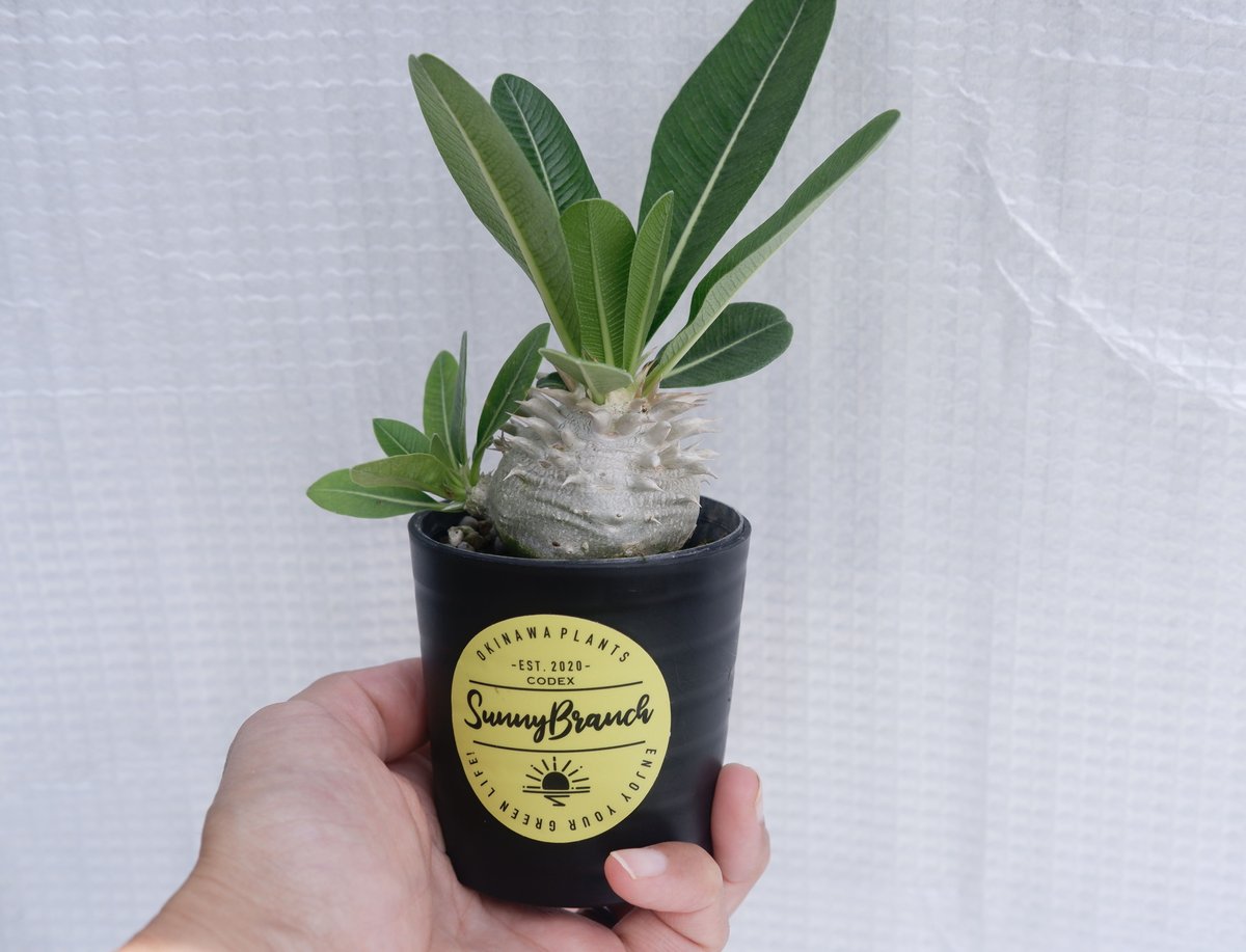 パキポディウム 恵比寿笑い Pachypodium brevicaule ② パキポディウム 恵比寿笑い | GREEN LUCK