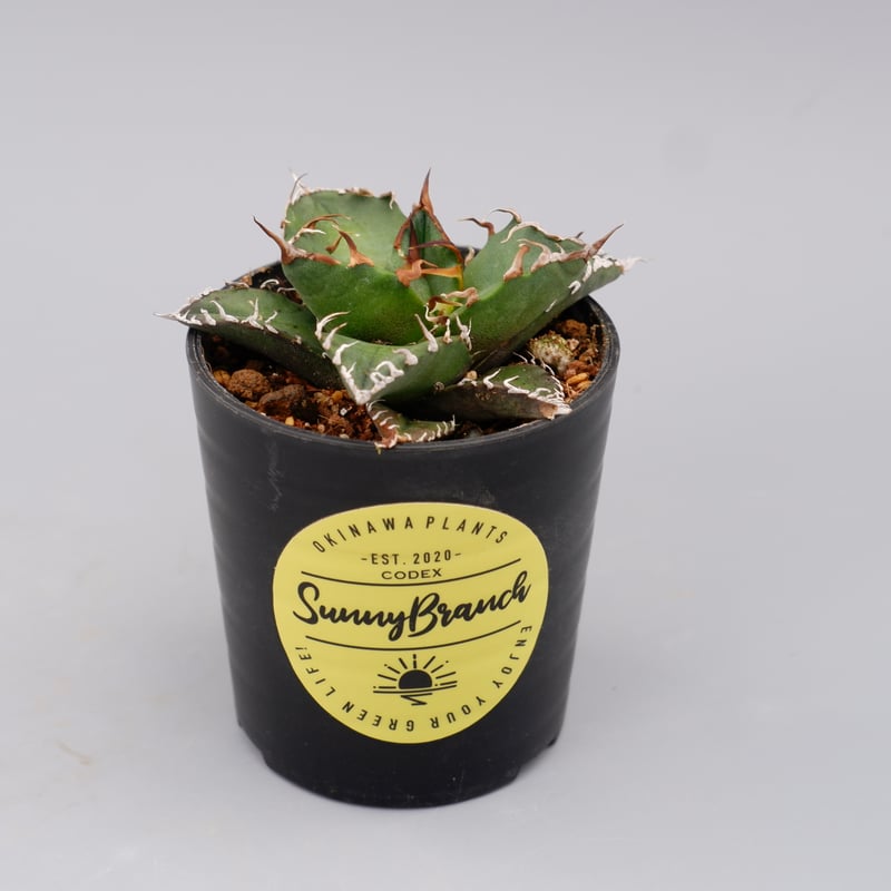 アガベ チタノタ シーザー Agave titanota caesar 105 | Sunny