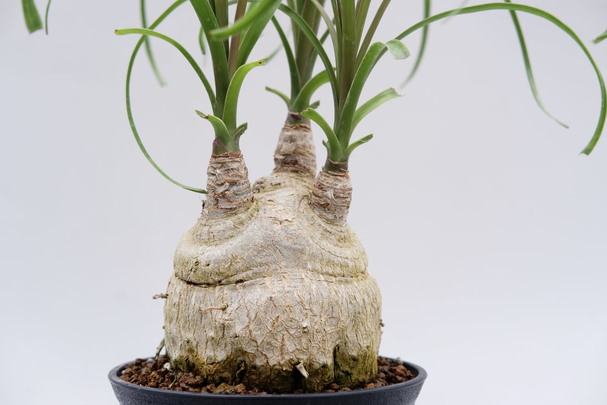 ボーカルネア・レクルバータ006 トックリラン ノリナ | Sunny Branch