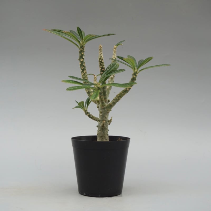 ドルステニア ギガス032 Dorstenia gigas | Sunny Branch