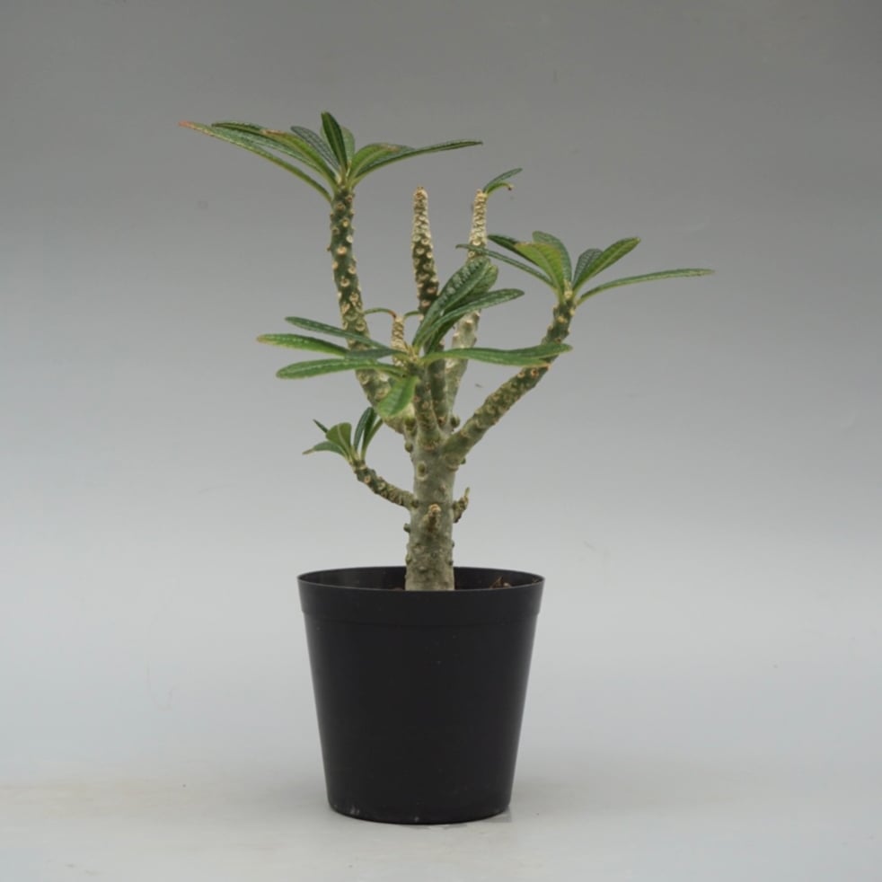 ドルステニア ギガス032 Dorstenia gigas | Sunny Branch