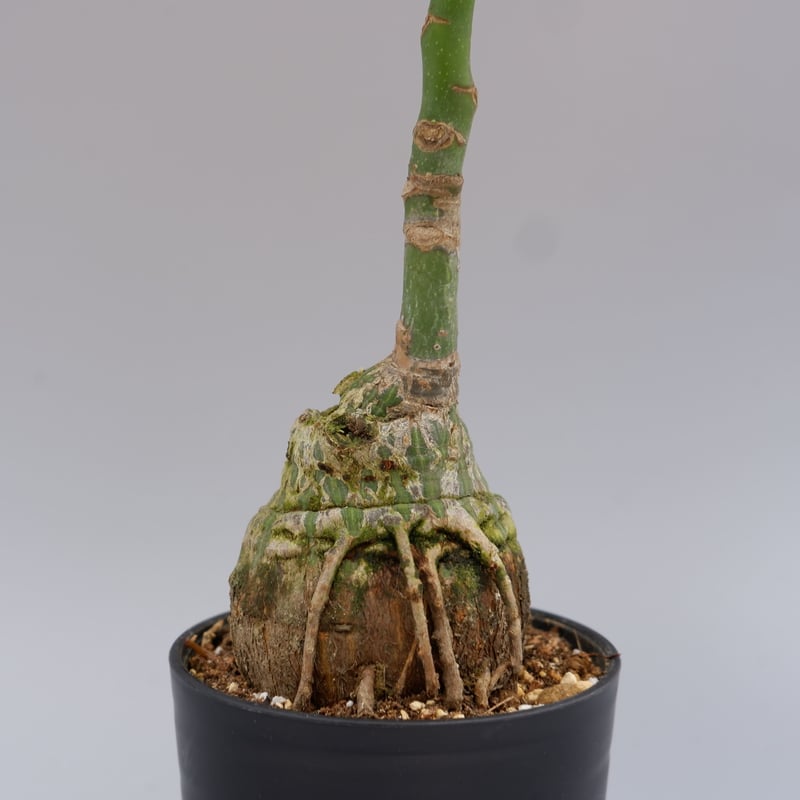 プセウド ボンバックス 018 Pseudobombax ellipticum | Sunny