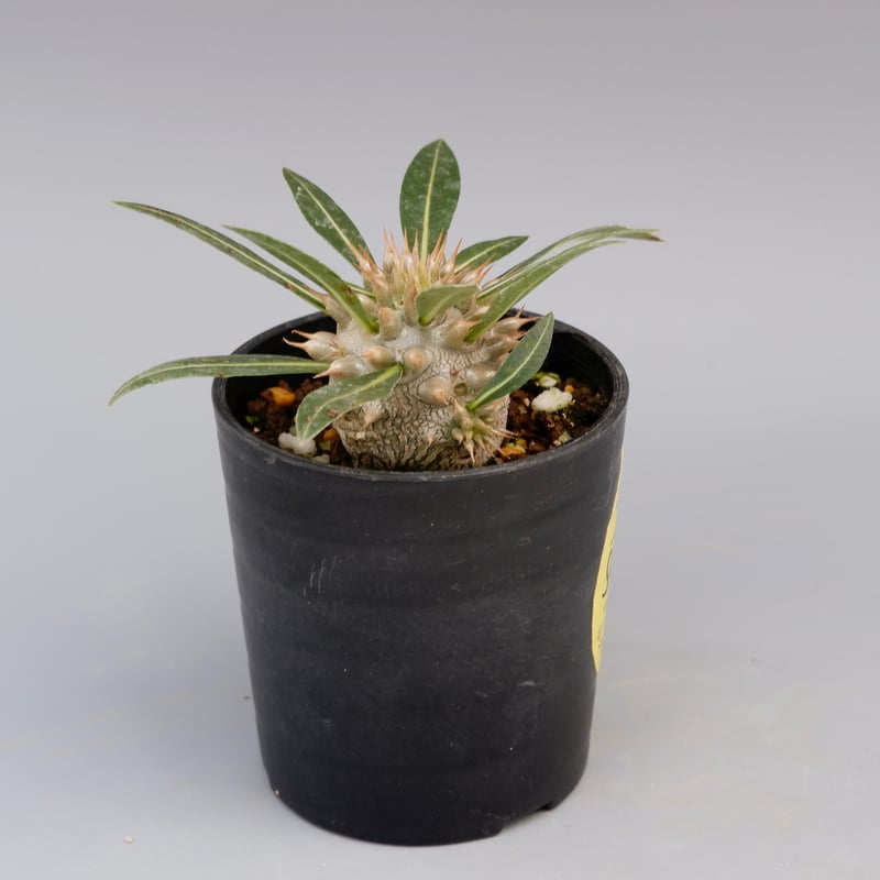 パキポディウム ロスラーツム 実生8年目株 ☆*☆様 パキポディウム ロスラーツム 実生8年目株