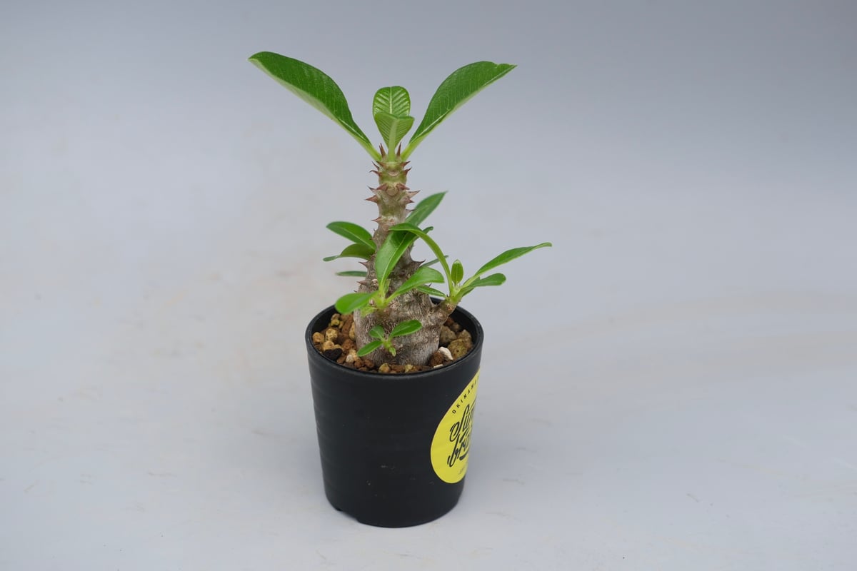 パキポディウム ウィンゾリー 実生株 053 Pachypodium windsorii
