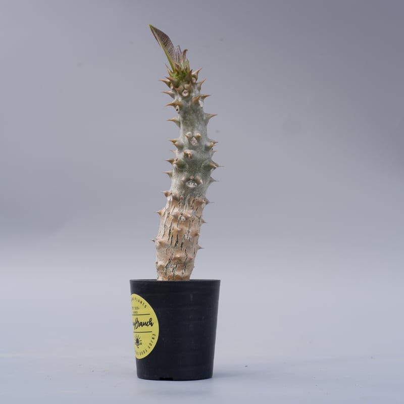 パキポディウム バロニー実生株024 Pachypodium baronii | Sunny
