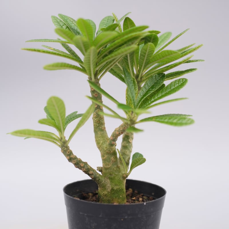 ドルステニア ギガス057 Dorstenia gigas | Sunny Branch