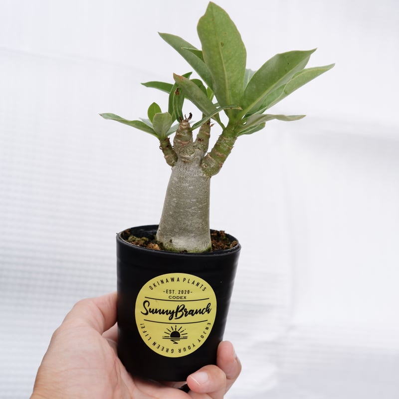 大株】【実生株】アデニウム・ソマレンセ 砂漠の薔薇 大株】【実生株