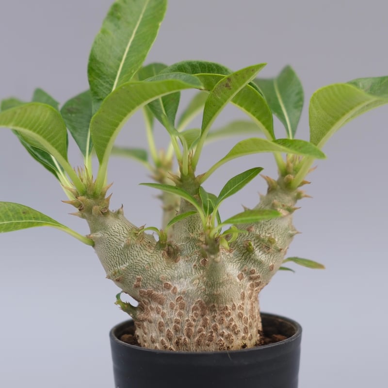 パキポディウム ウィンゾリー 実生株 088 Pachypodium windsorii |