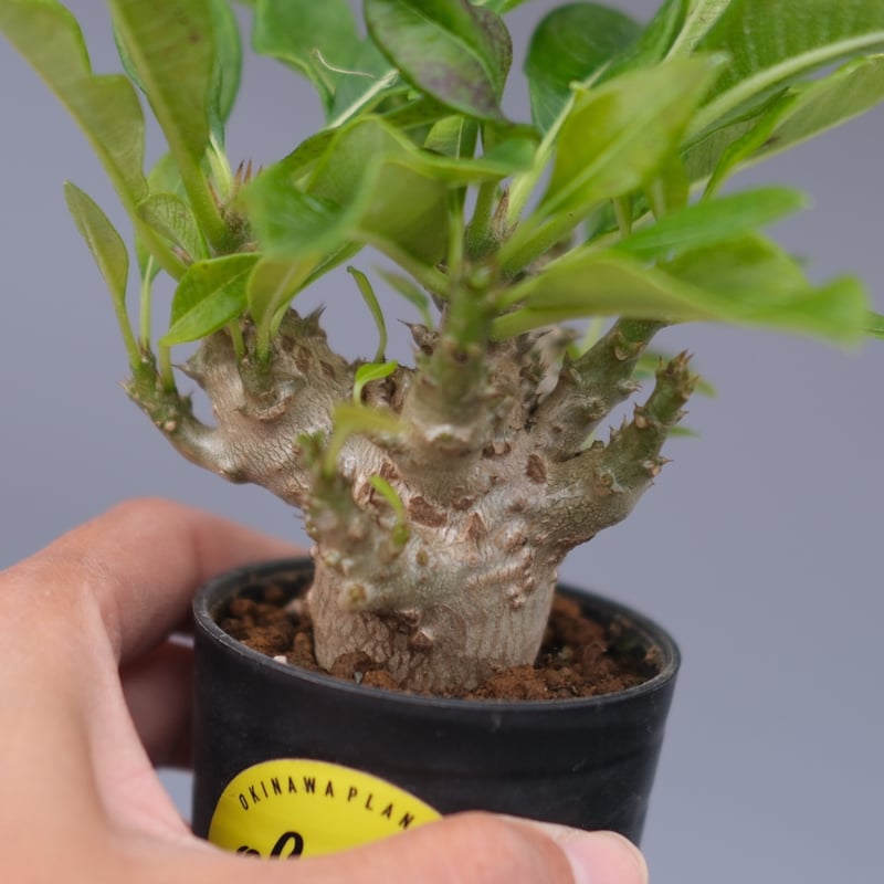 パキポディウム ウィンゾリー 実生株 099 Pachypodium windsorii |