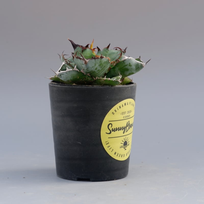アガベ チタノタ ブラックアンドブルー Agave titanota BB 066 | Sun