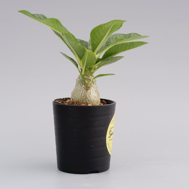 パキポディウム ウィンゾリー 実生株 012 Pachypodium windsorii |