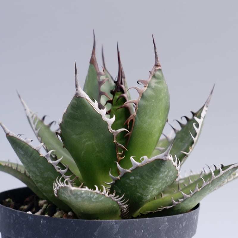 アガベ ホリダ 多肉植物 n11 アガベ・ホリダ｜Agave horrida | DESERT INC.
