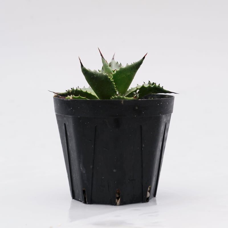 アガベ サロモニー・アガベ マグニフィカ 002 Agave salomonii