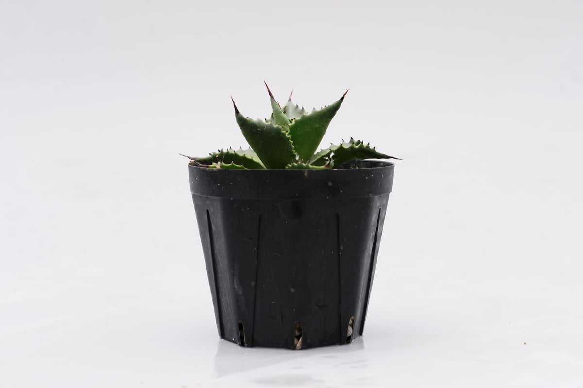 アガベ サロモニー・アガベ マグニフィカ 002 Agave salomonii Agave