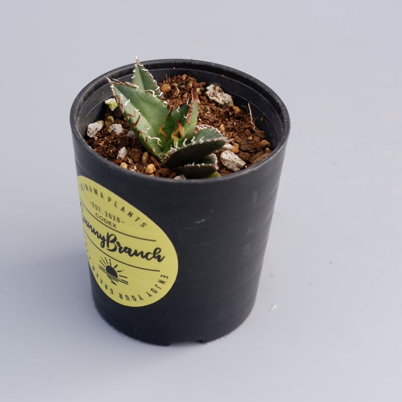 アガベ チタノタ シーザー Agave titanota caesar 040 | Sunny