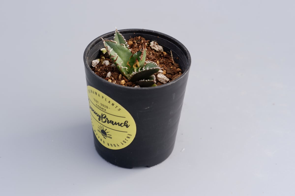 アガベ チタノタ　シーザー アガベ チタノタ シーザー Agave titanota caesar 040 | Sunny