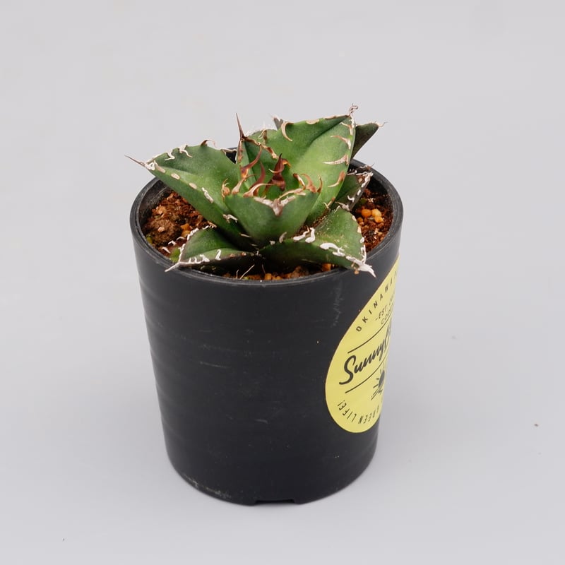 アガベ　チタノタ シーザー 作り込み agave titanota ceaser アガベ・チタノタ シーザー（凱撒）中-019｜agave titanota