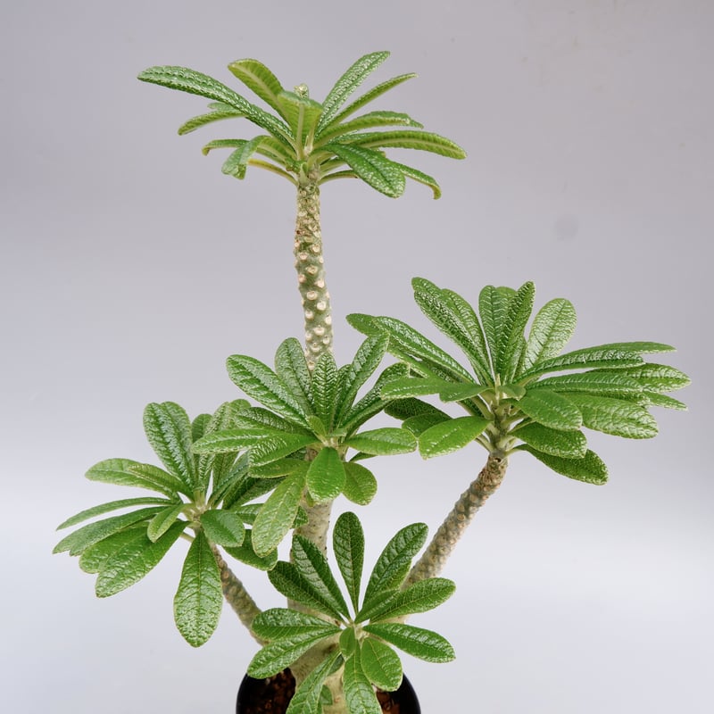 ドルステニア ギガス025 Dorstenia gigas | Sunny Branch