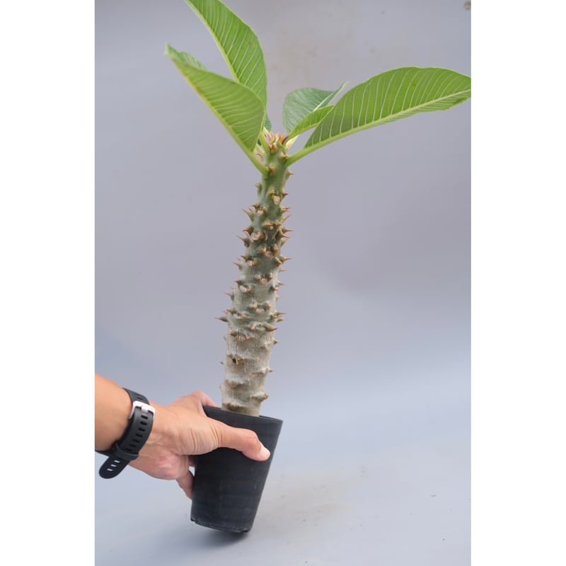 パキポディウム バロニー実生株039 Pachypodium baronii | Sunny