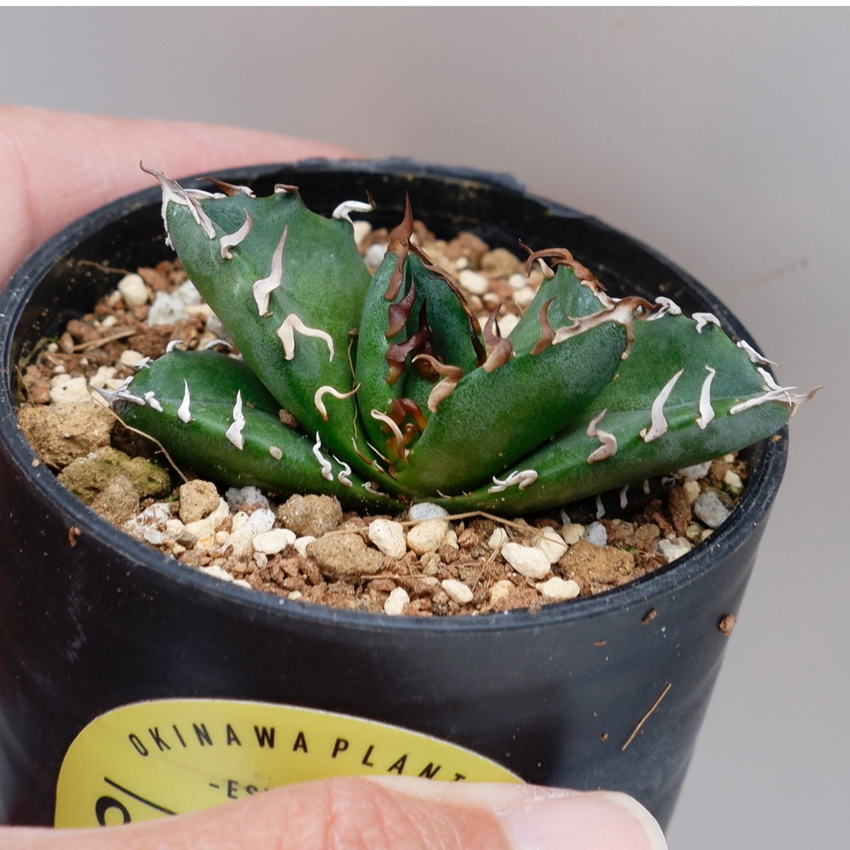 子株付き！】アガベ オテロイ美株 子株付き！ 【公式通販】