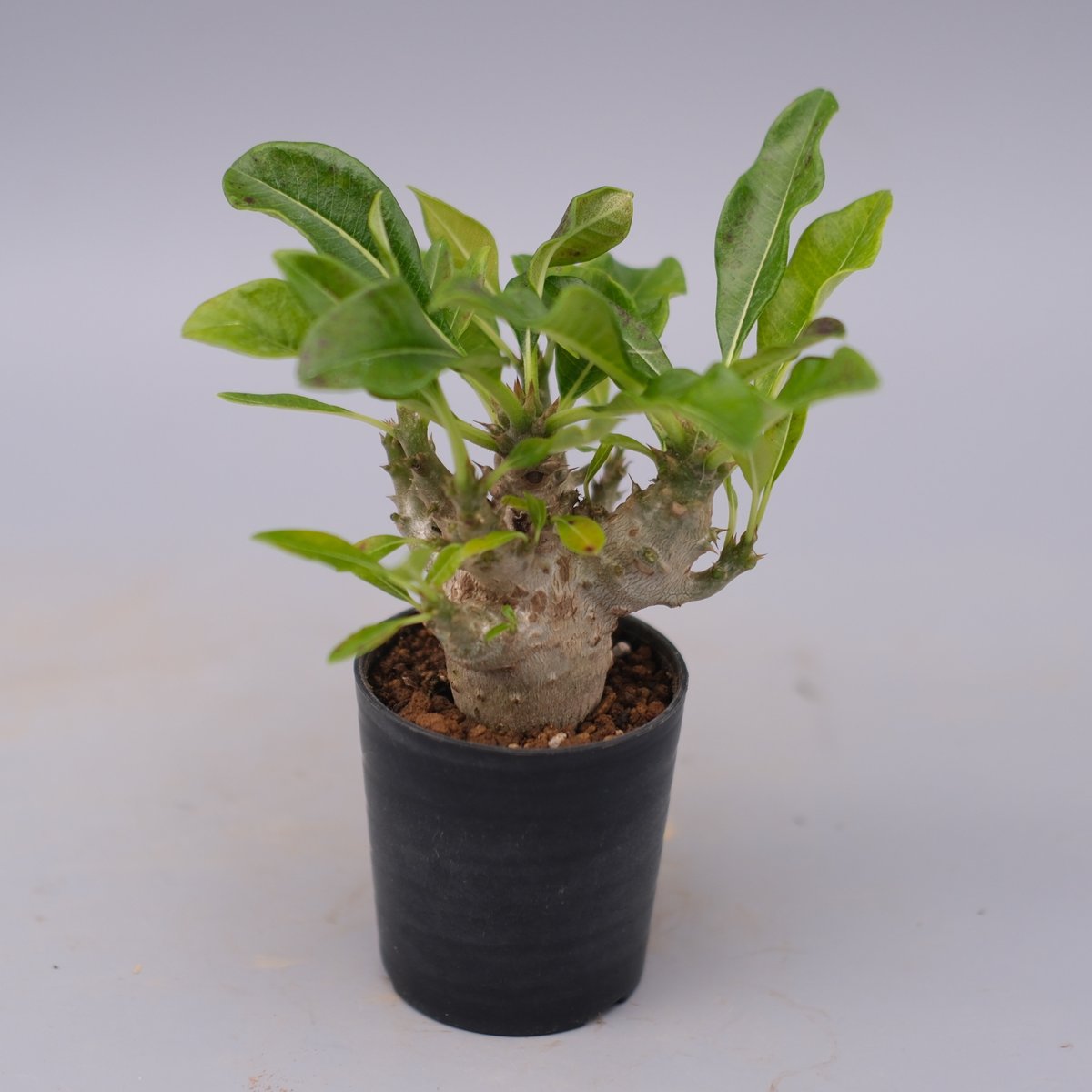 パキポディウム ウィンゾリー 実生株 099 Pachypodium windsorii |