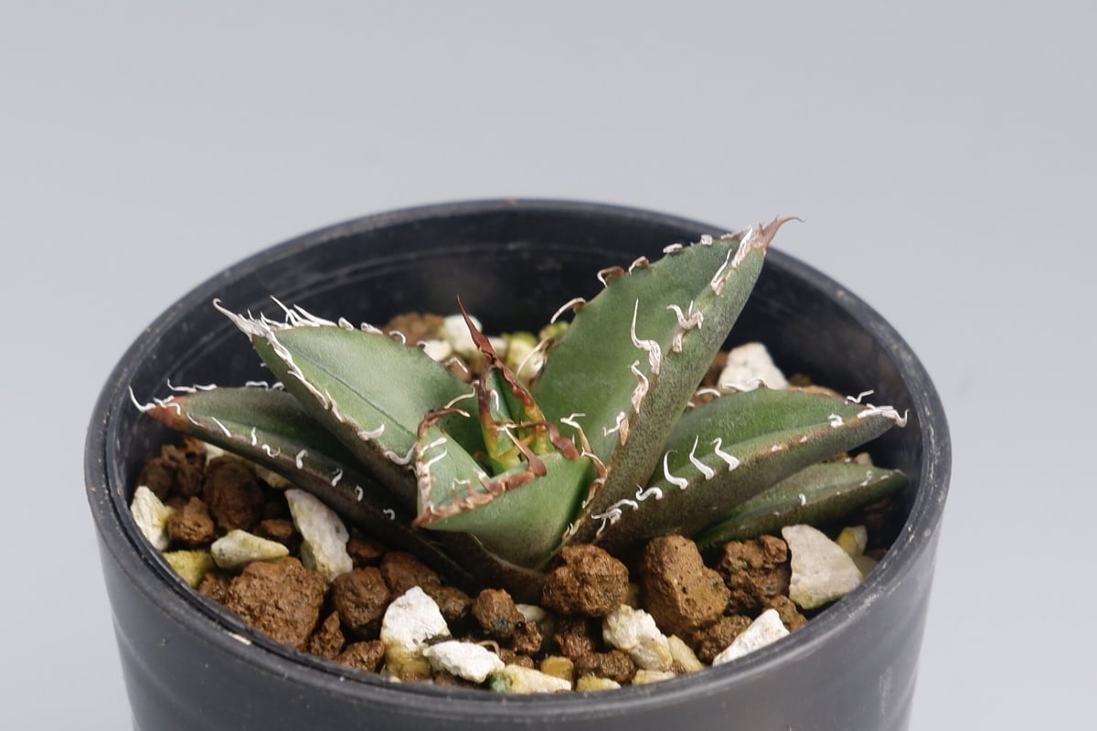 ボール形❗️美株❗️アガベ　チタノタ　シーザー　　タグ付き❗️【28】 美株❗️チタノタ シーザー タグ付き❗️【28】 ボール形❗️美株