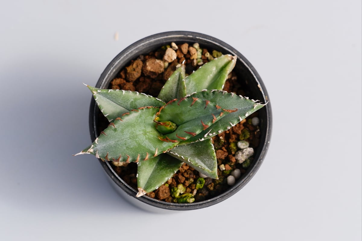 アガベ チタノタ 海王 Agave titanota 海王 001 | Sunny Branch