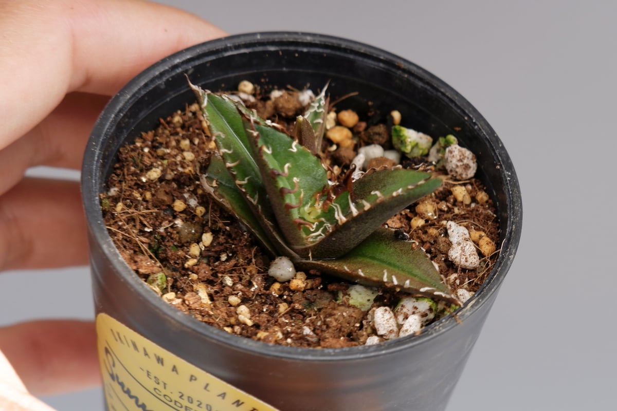 アガベ チタノタ シーザー 2株入り Agave titanota caesar 022 |