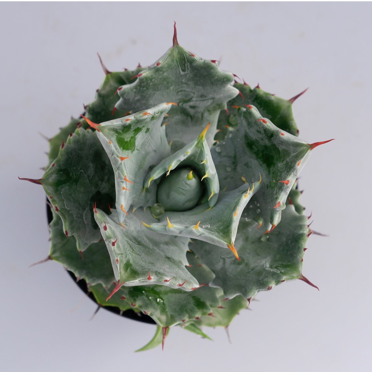 子株付き アガベ イシスメンシス 実生株 Agave isthmensis | Sunny