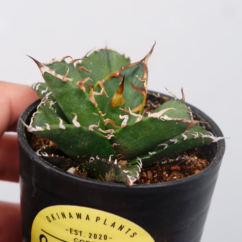 アガベ チタノタ シーザー Agave titanota caesar 115 | Sunny